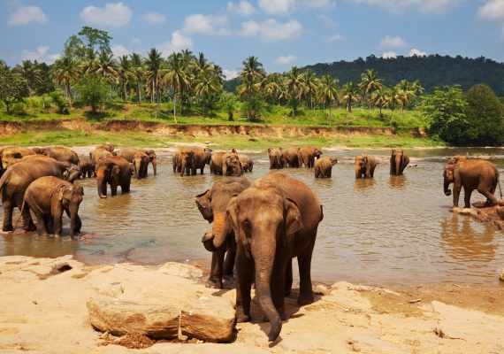 Day 2. Pinnawala Elephant Orphanage  