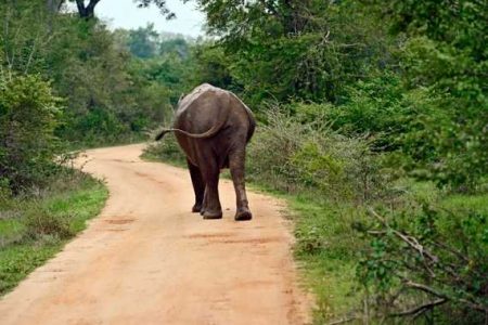 Wilpattu National Park Jeep Safari